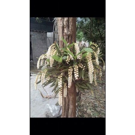 hoa lan tục đoạn đuôi phượng