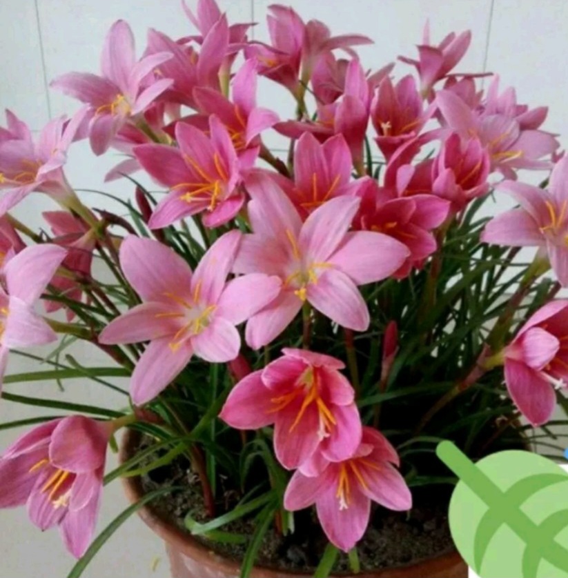 100 Củ Huệ Mưa Hồng Và Trắng ( 50 trắng _ 50 Hồng ngoại )