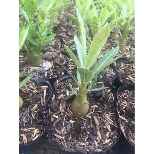 Cây hoa sứ Thái cánh kép