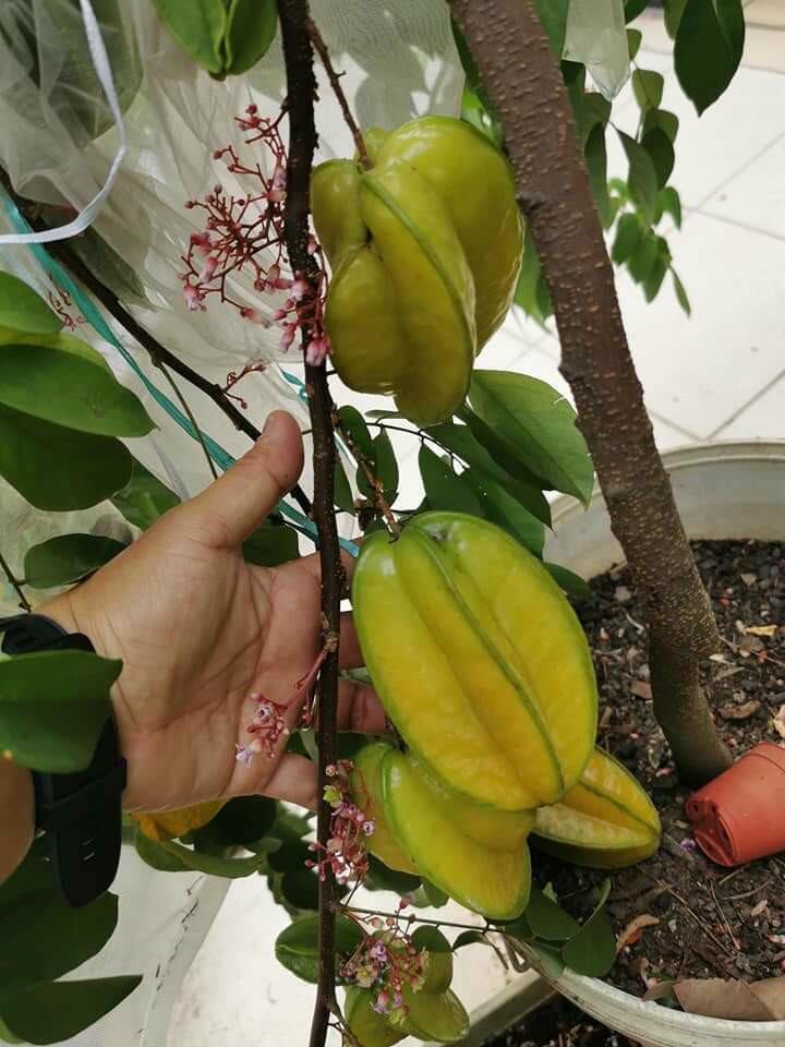 khế thái đang trái