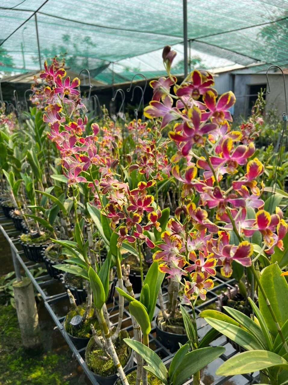 Hoa lan denro chớp bịp trưởng thành sắp hoa