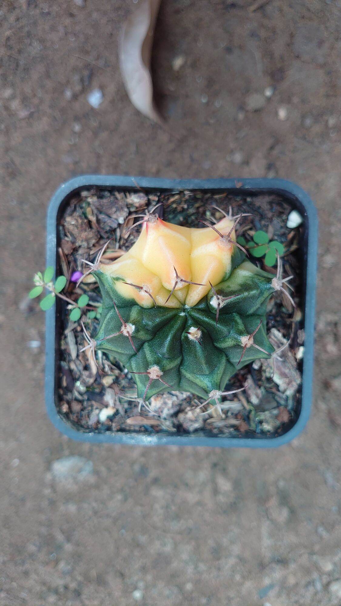 Xương rồng lem chậu 7cm