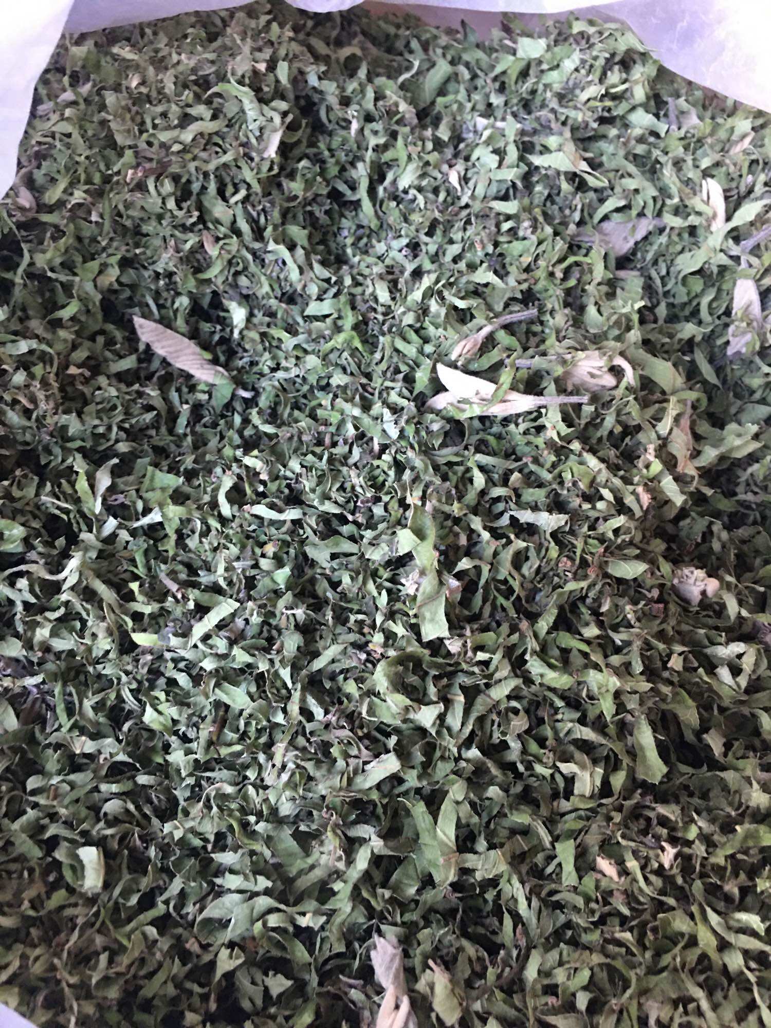 500gr Đọt ổi phơi khô làm trà (2 cặp lá búp non)