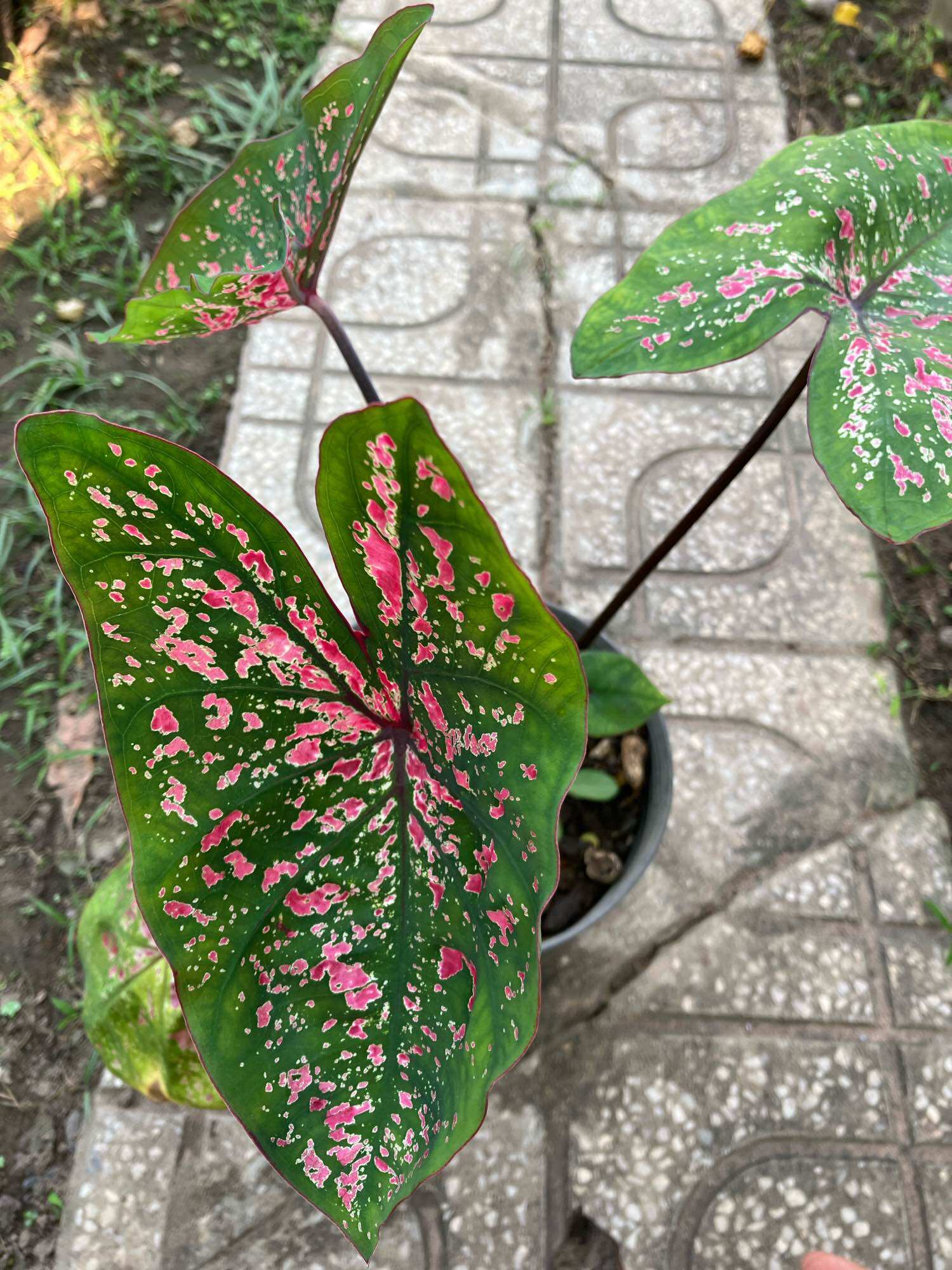 Cây giống caladium môn kiểng ngoại