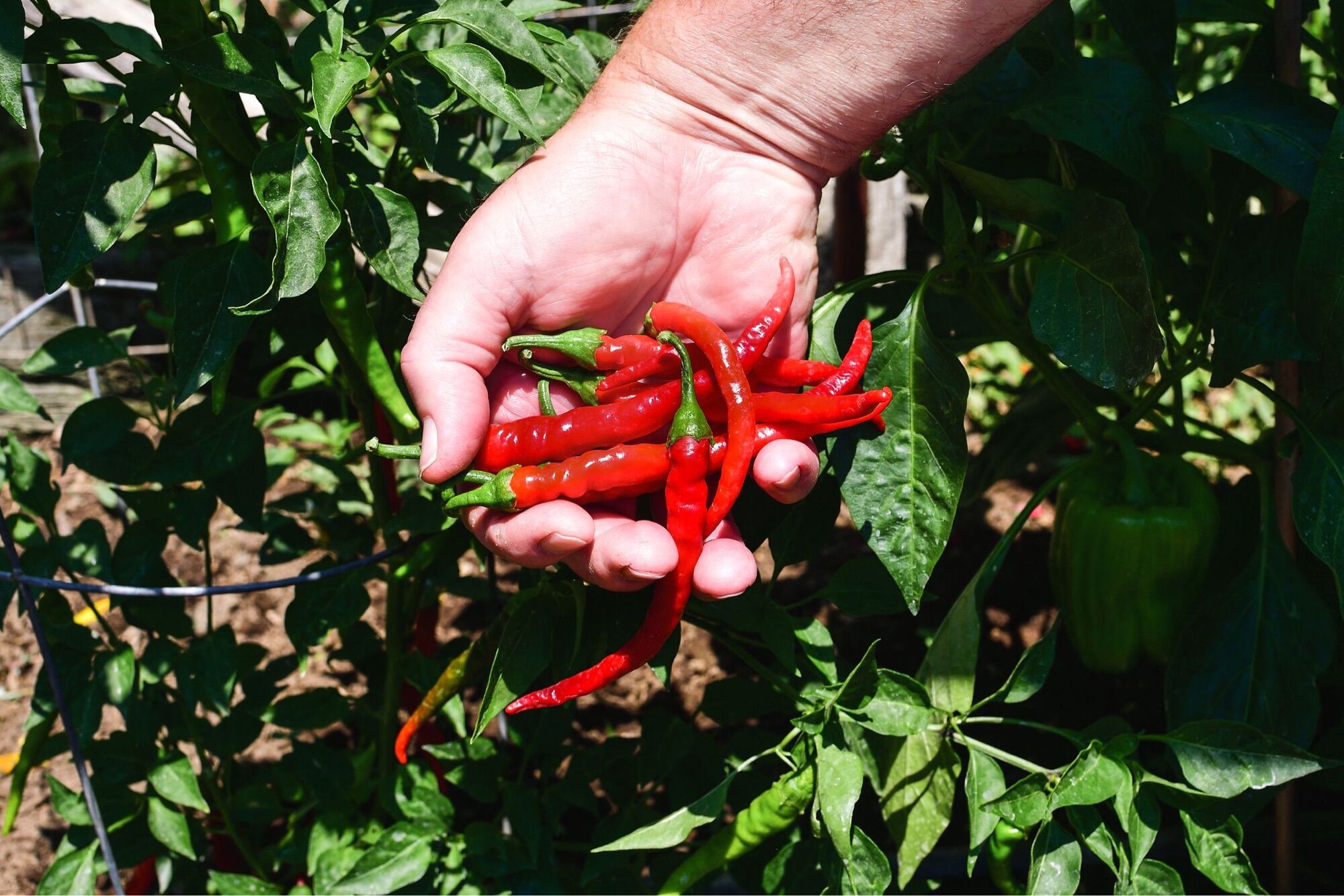 HẠT GIỐNG ỚT CAYENNE MỸ SIÊU CAY NGON