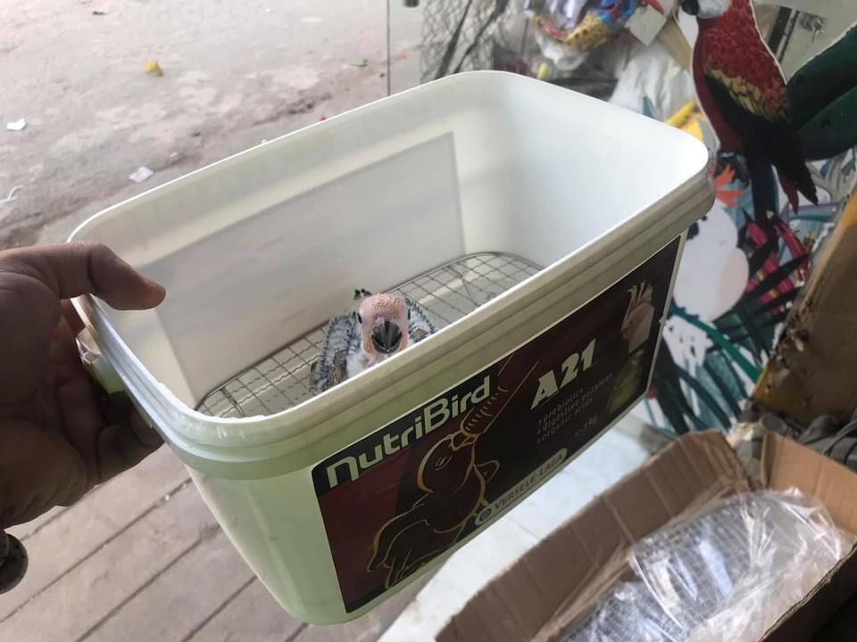 Vỉ lót nuôi chim non
