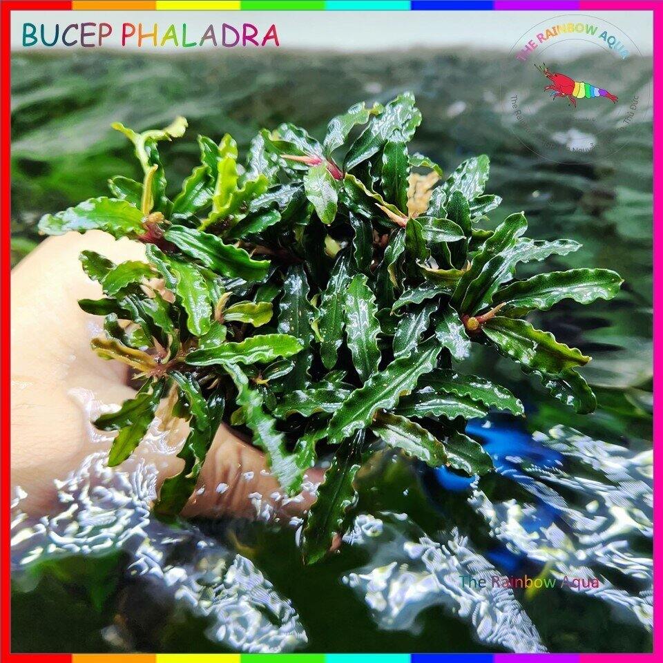 Bucep Phaladra - Cây thủy sinh siêu đẹp, dễ chăm sóc
