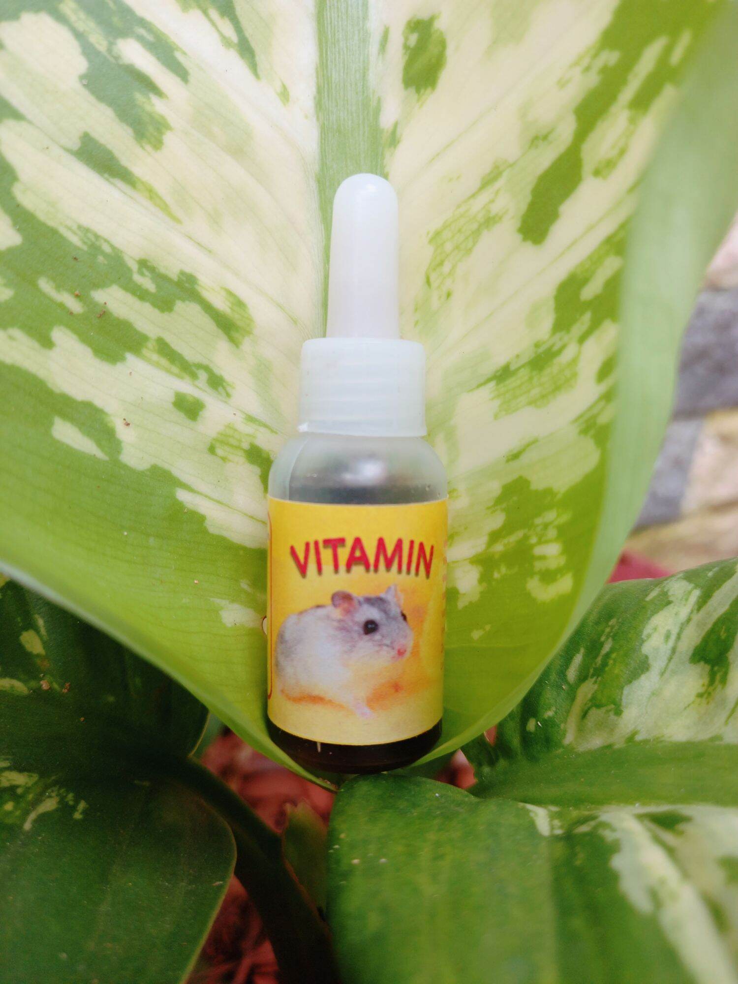Vitamin cho hamster