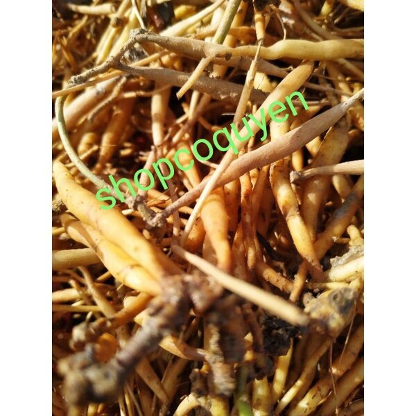 củ sâm đất trái nổ 01 ký tươi
