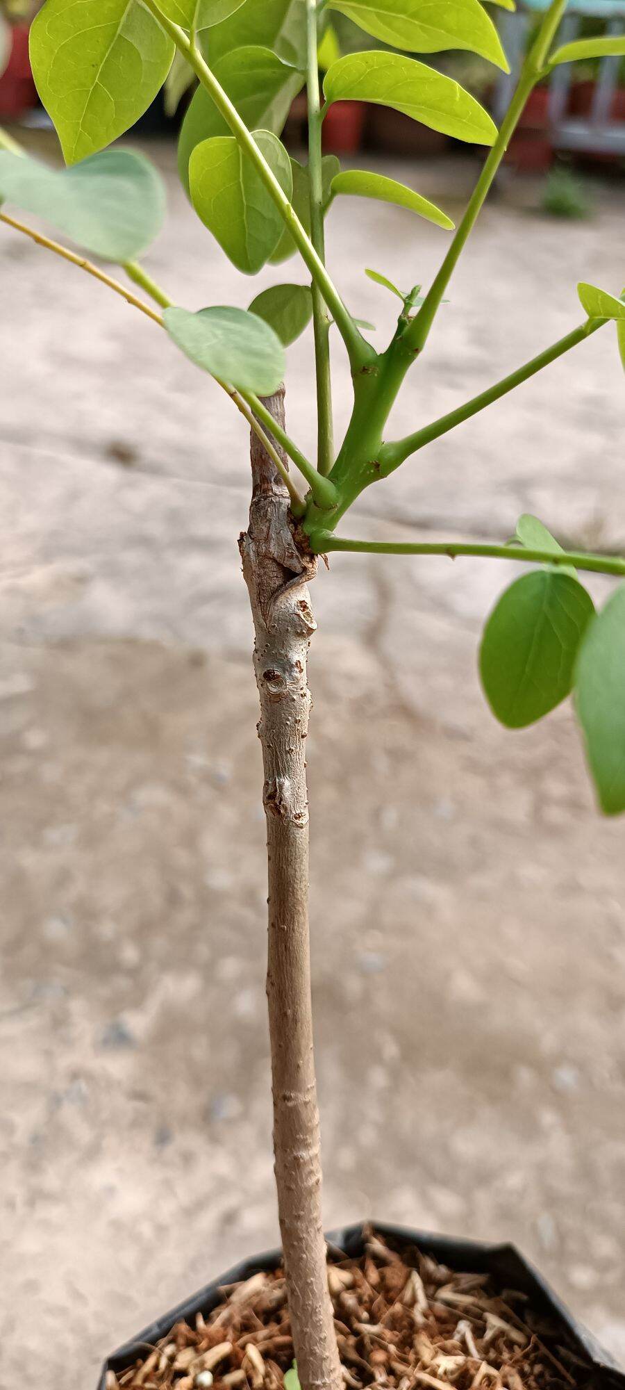 CÂY GIỐNG CHÙM RUỘT NGỌT