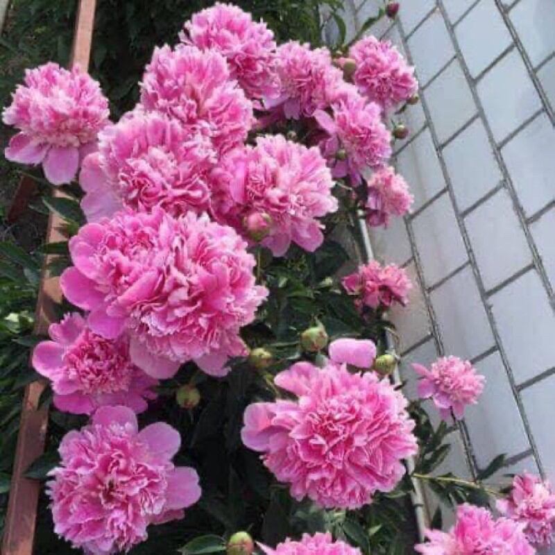 cây hoa mẫu đơn cánh kép (cây giống)