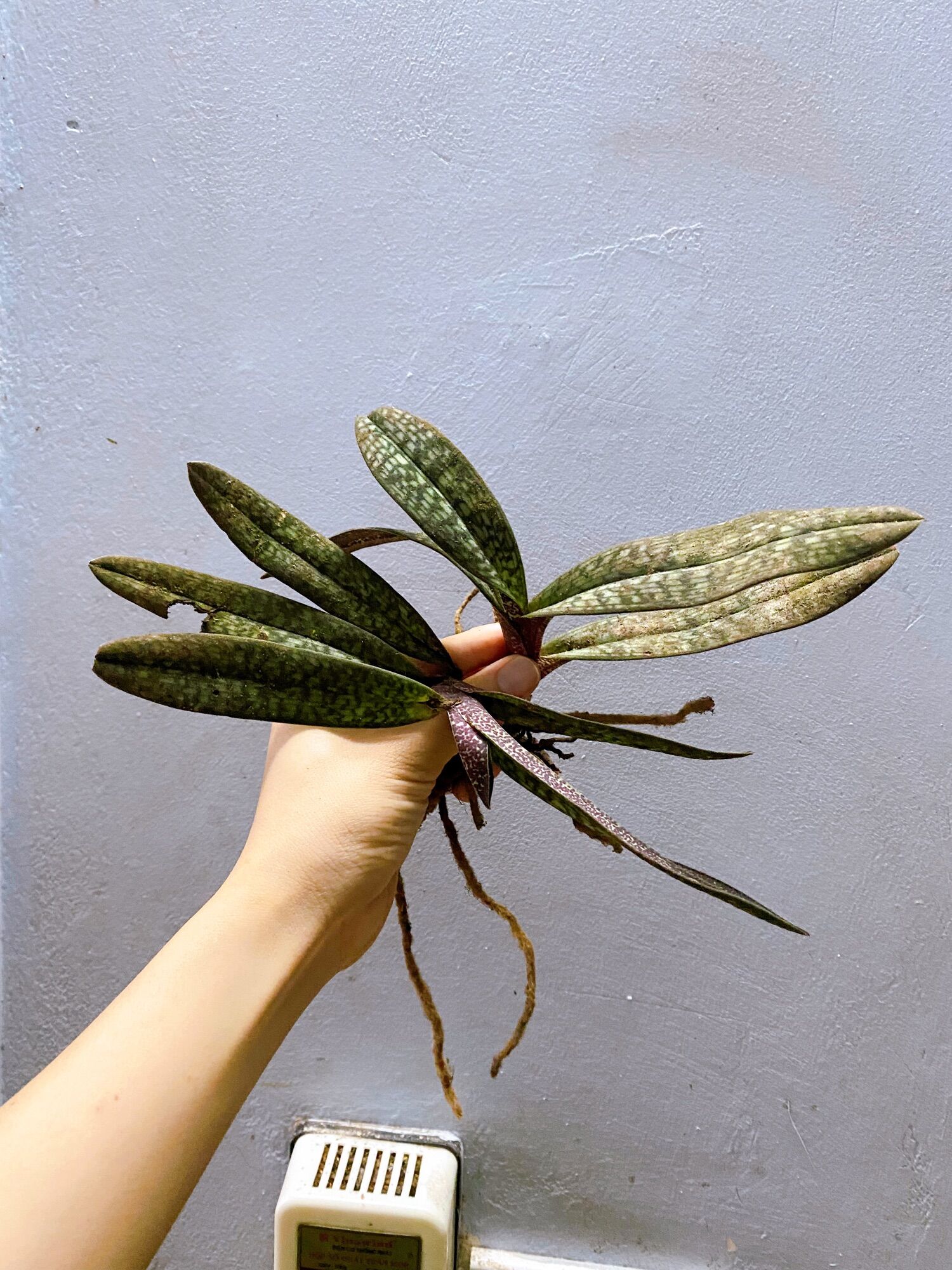 LAN HÀI MỐC HỒNG 1 CHẬU THUẦN