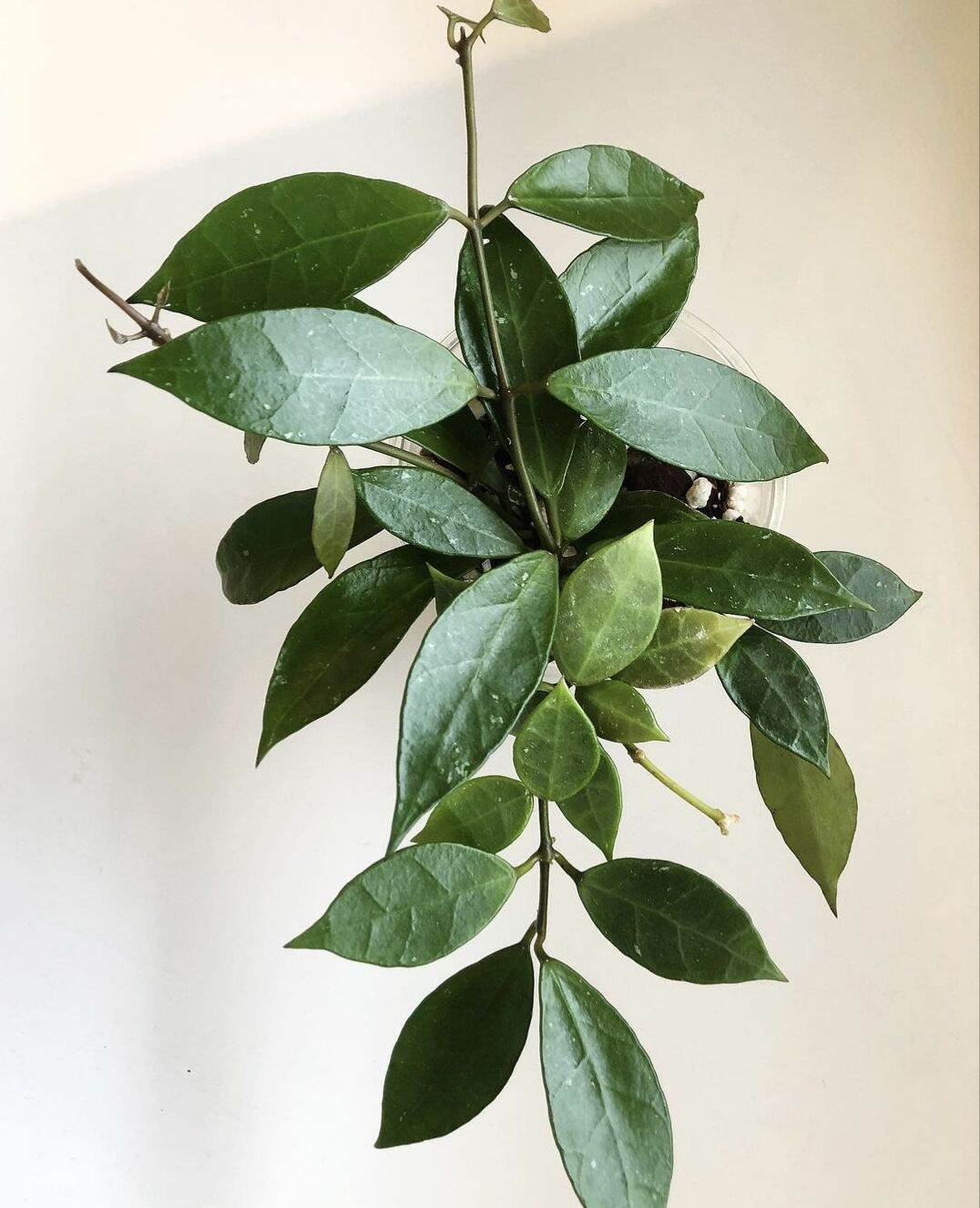 Cẩm cù Hoya Rebecca: Lá đẹp, hoa thơm