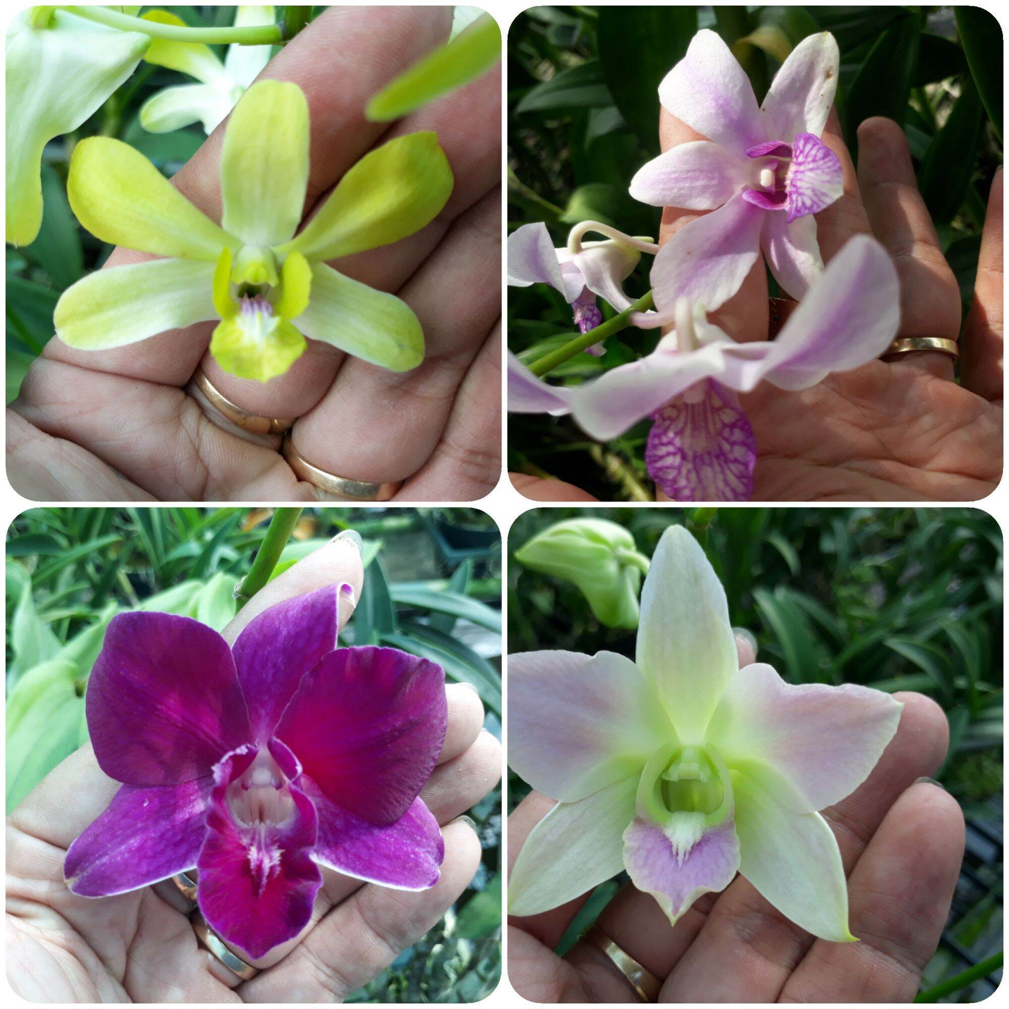Combo hoa lan Dendro màu, nắng, mini.