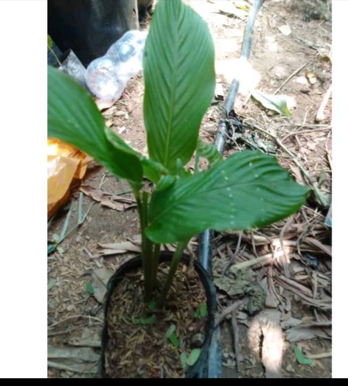 ( CÂY GIỐNG) 2 CÂY CỦ LÙN ĐỂ TRỒNG CHO NHIỀU CỦ