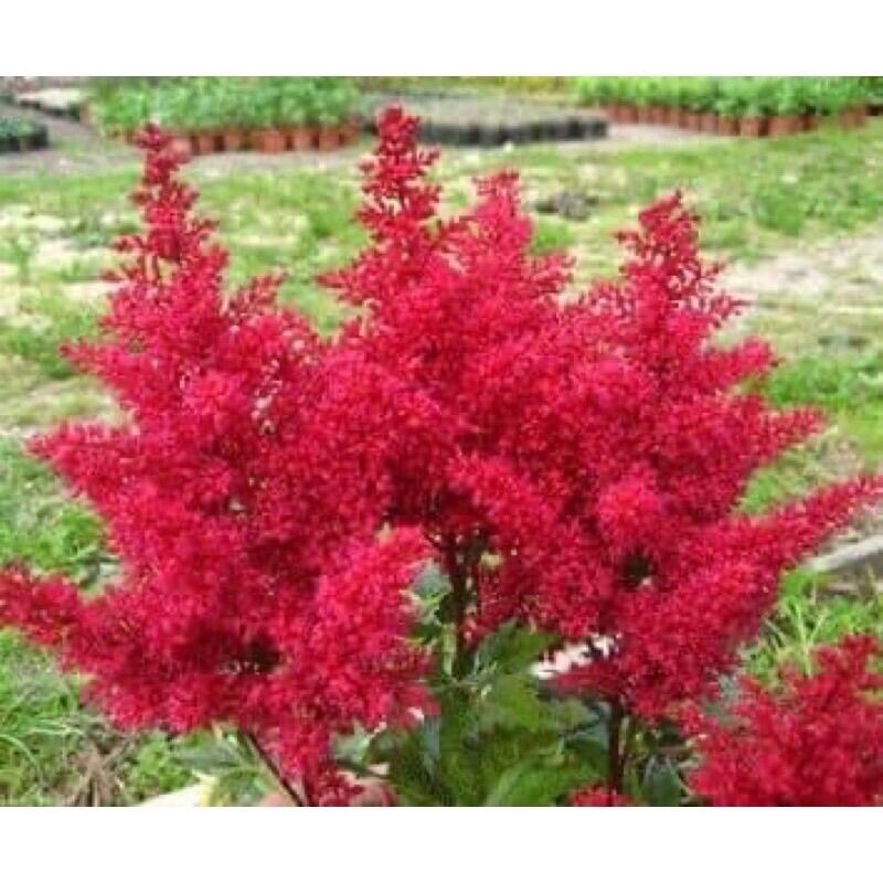 Cây Giống Hoa Lạc Tân Phụ(2 cây)