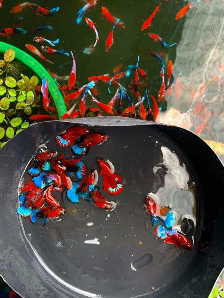 10 red fancy bầy