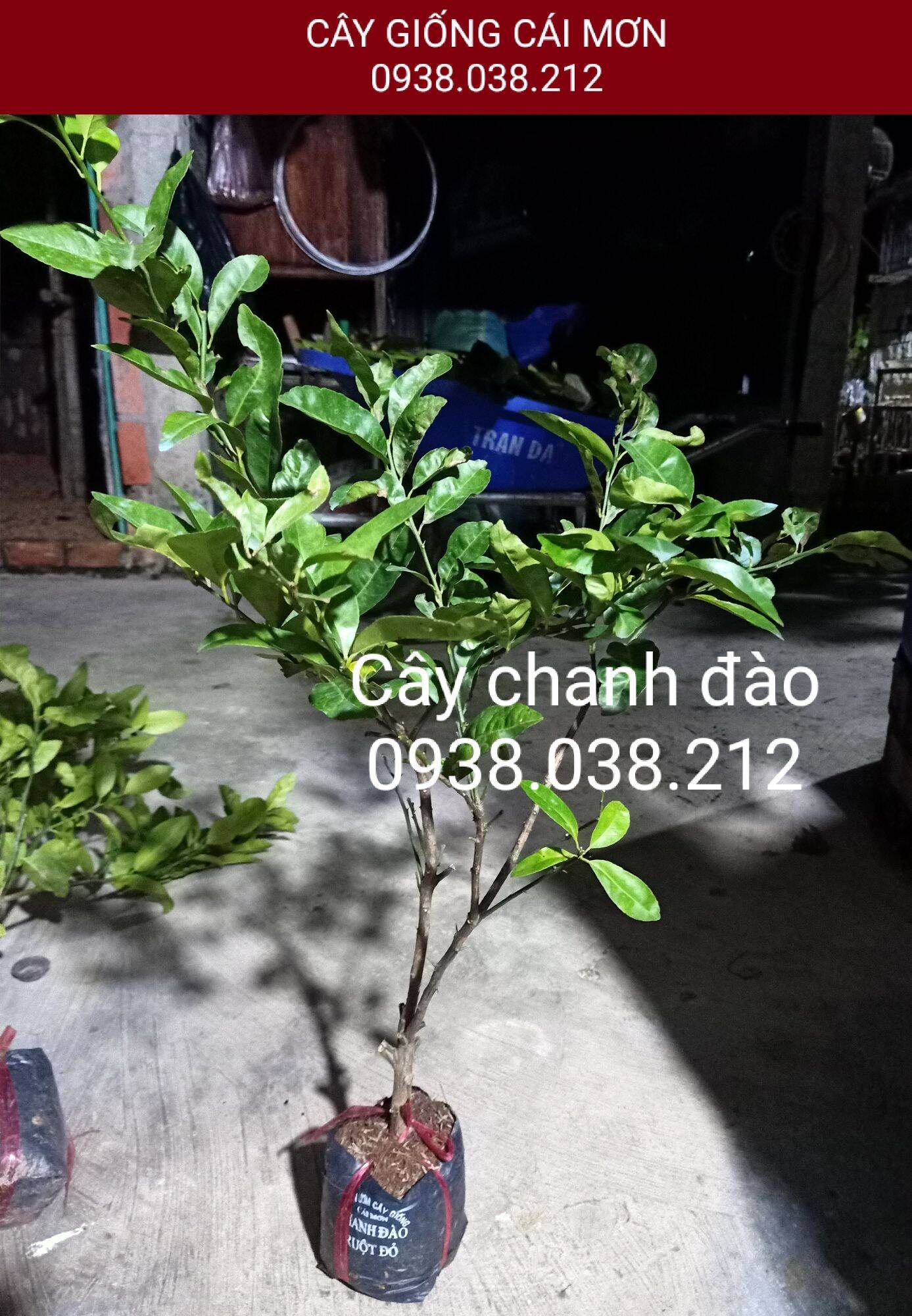 CÂY GIỐNG CHANH ĐÀO CHIẾT CÀNH ( CHUẨN F1)