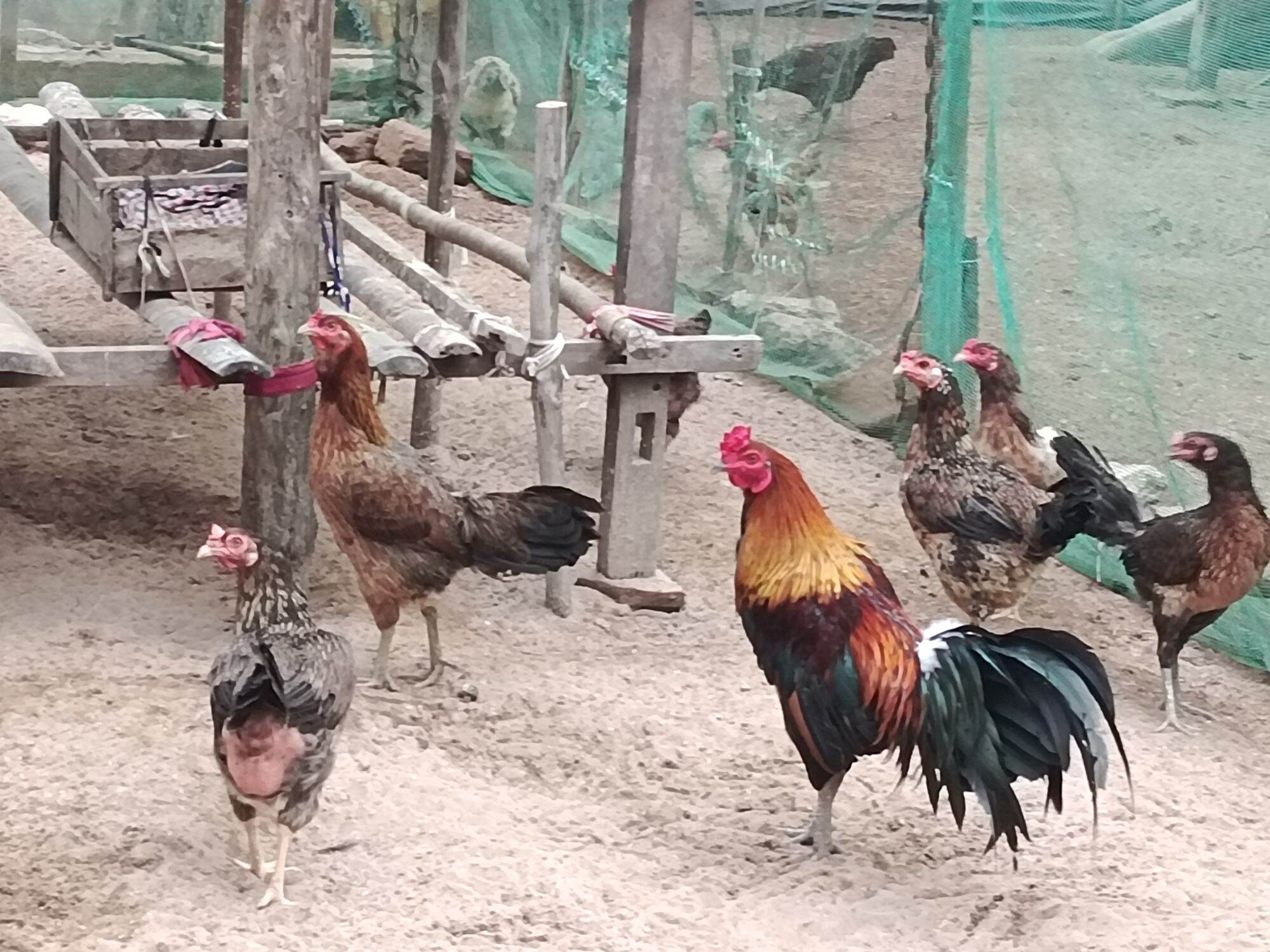 10 trứng gà nòi mt ấp nở. bao ấp nở
