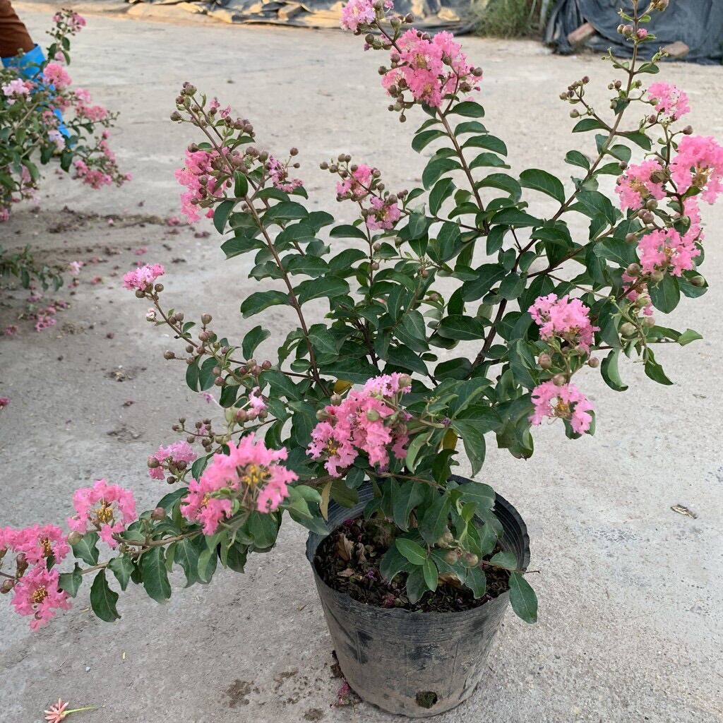 Cây hoa tường vi