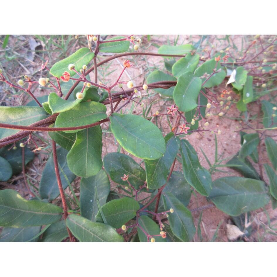 Cây Hà Thủ Ô Trắng (Mã Liên An)