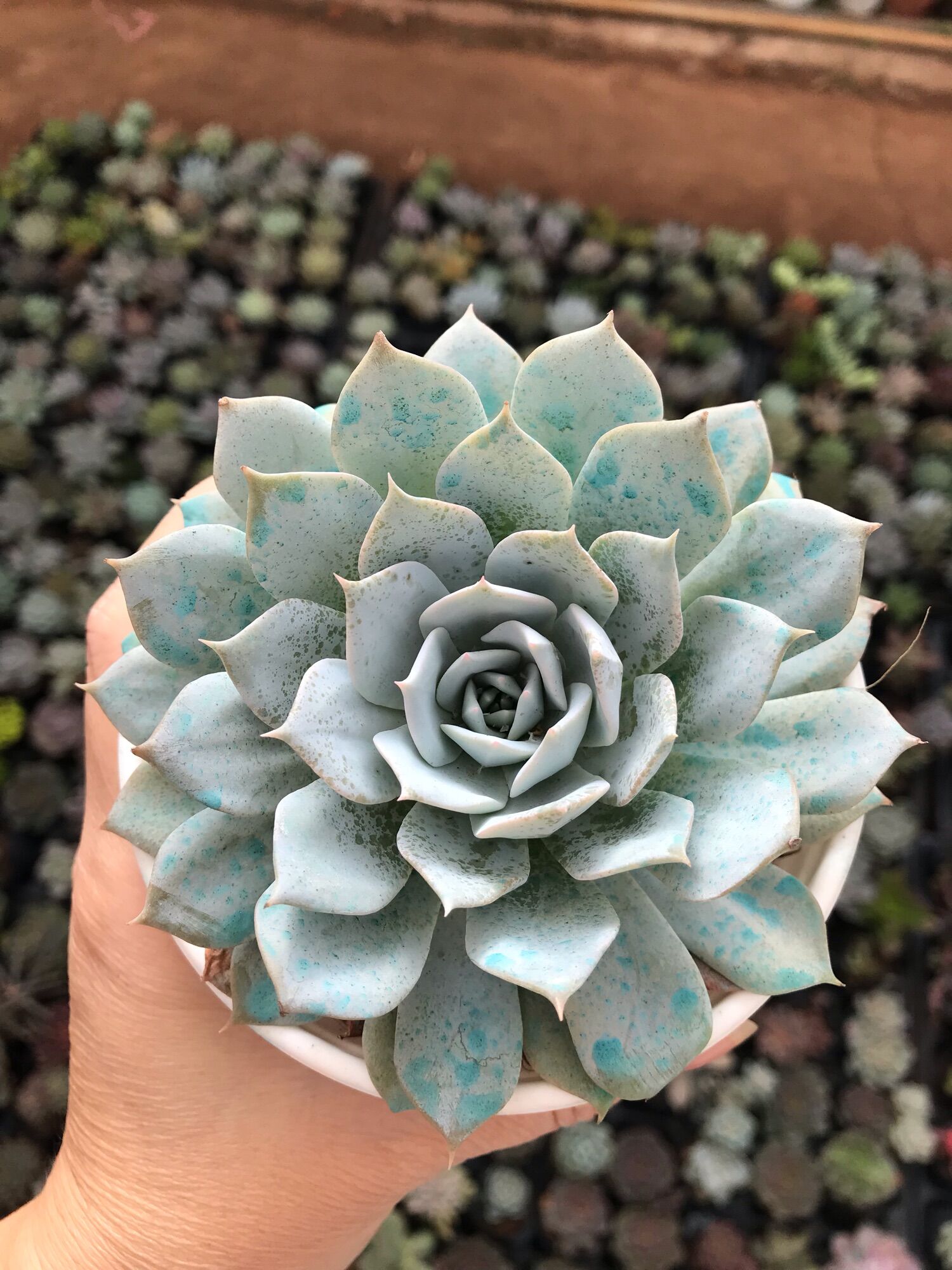 Sen đá ngọc trinh cute size trung