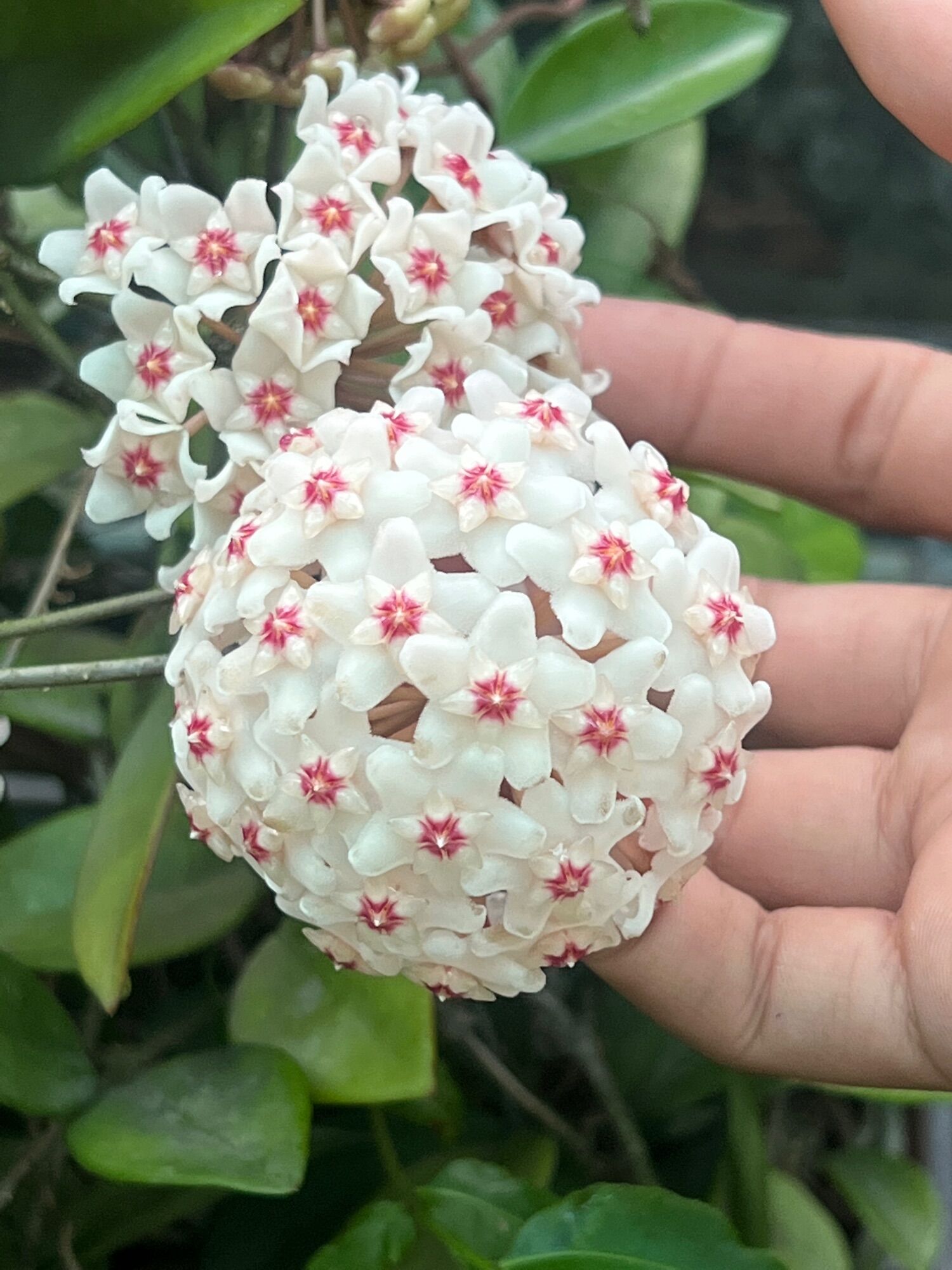 Hoa lan cẩm cù chậu to đẹp