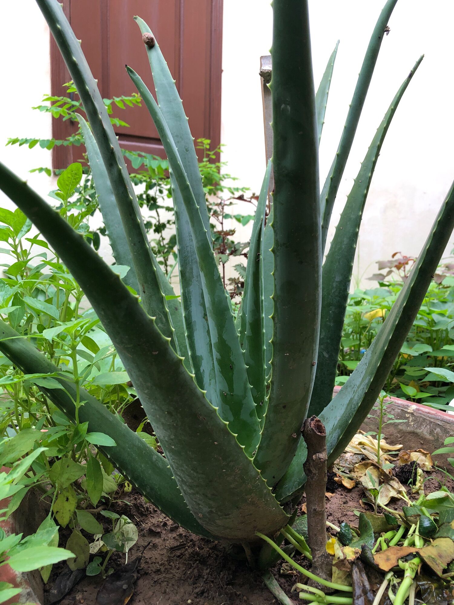 Com bo 5 Cây giống nha đam mỹ khổng lồ cao 20-30cm
