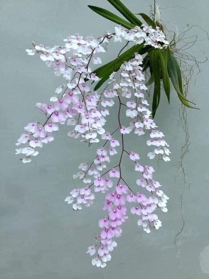 vũ nữ peru giống