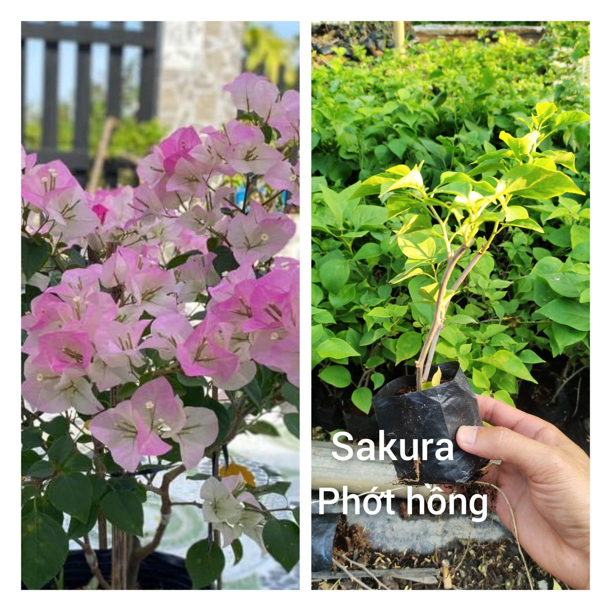 Cây giống hoa giấy Sakura phớt hồng, bầu giống giâm cành rễ nhiều .