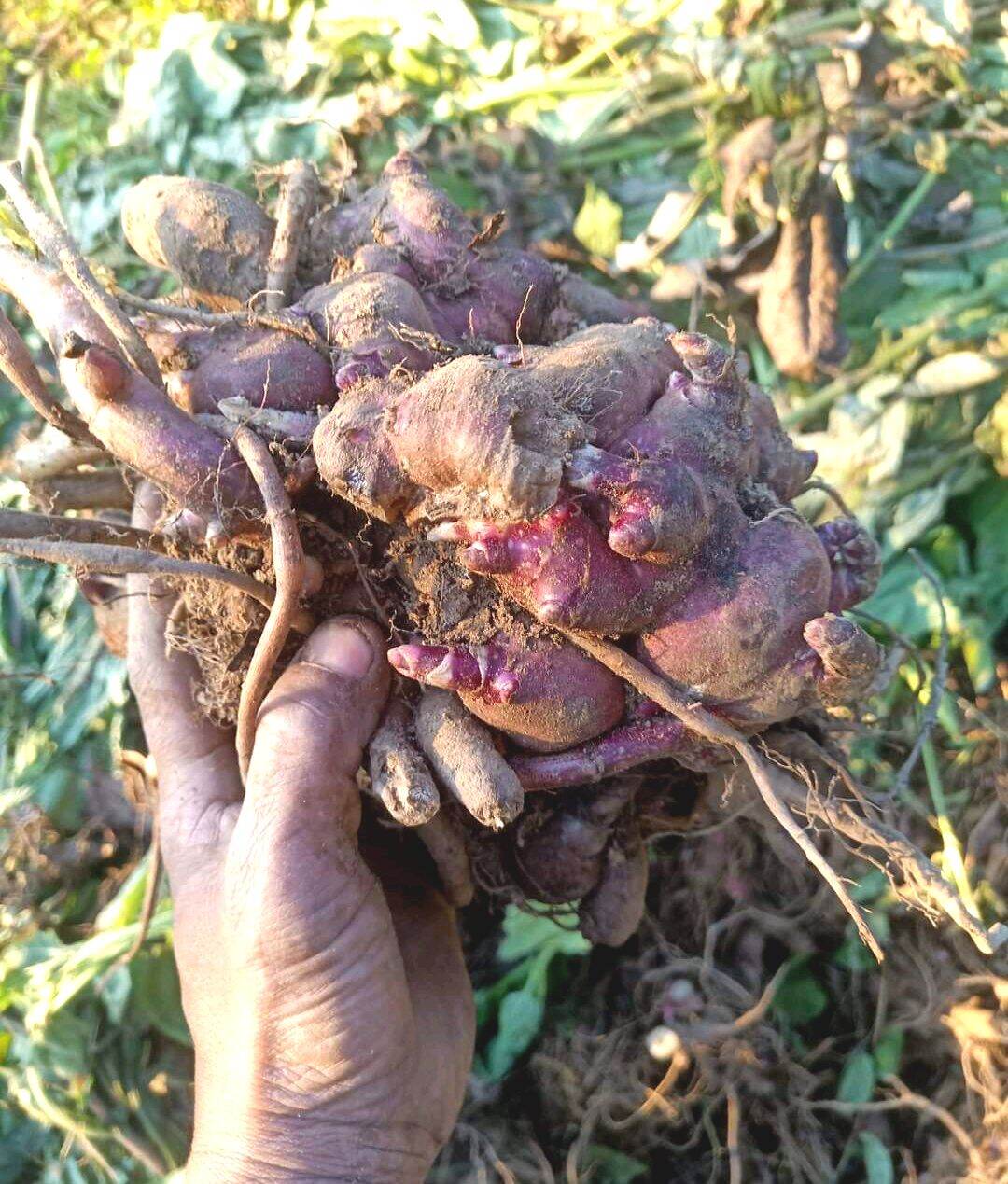 2 củ giống khoai sâm y tý cao sản