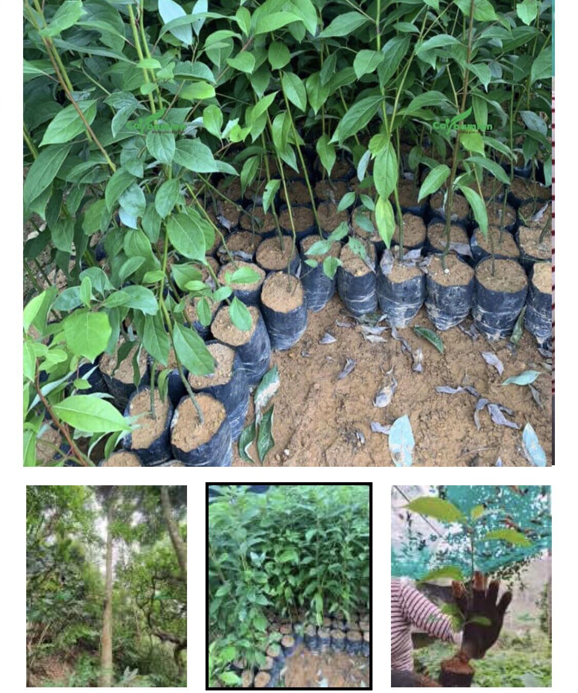Cây Gù Hương là cách gọi ở miền Bắc, miền Nam gọi là xá xị. gù hương, xá xị, cây gù hương, cây xá xị