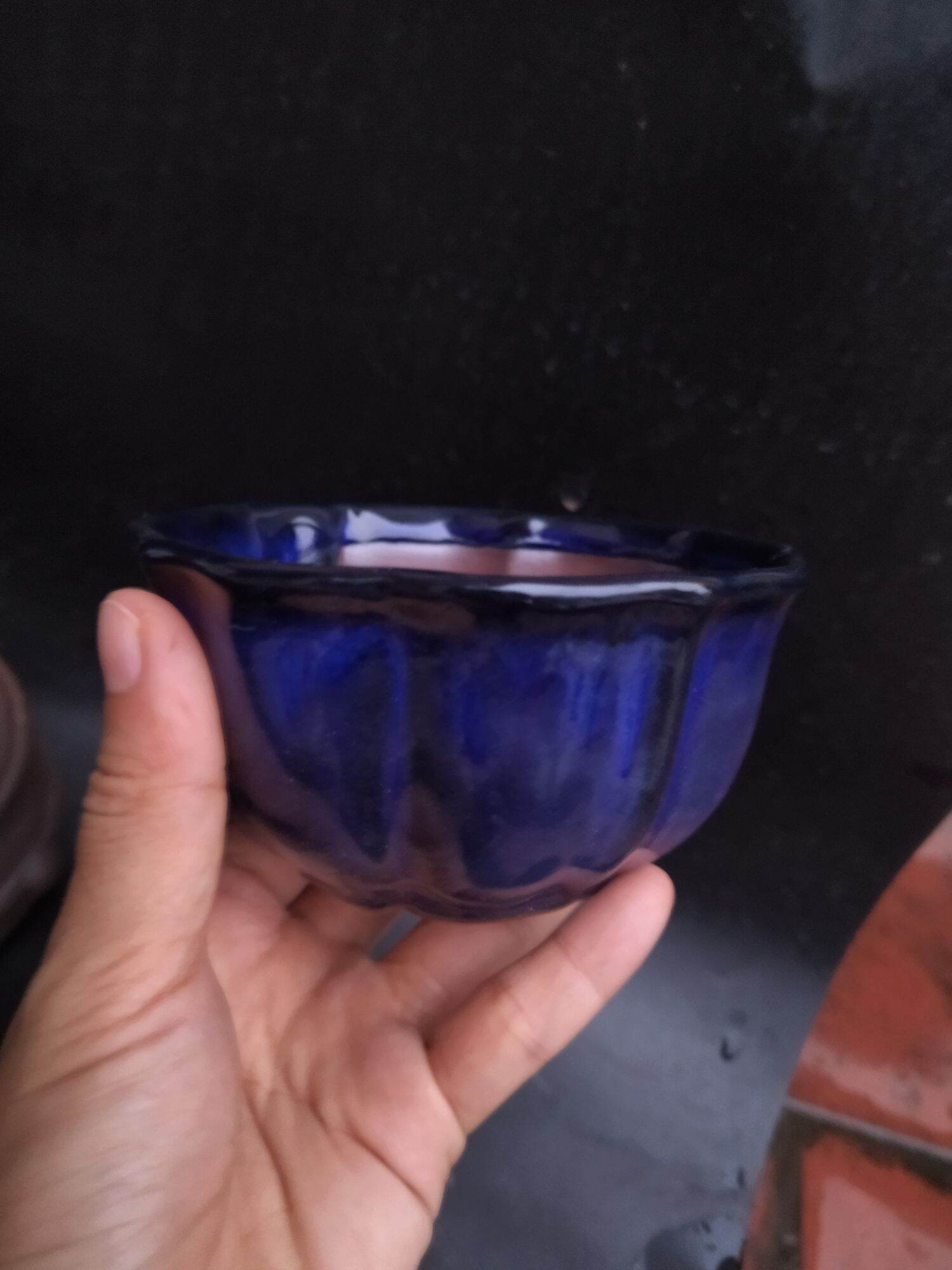 combo 5 chậu xanh coban