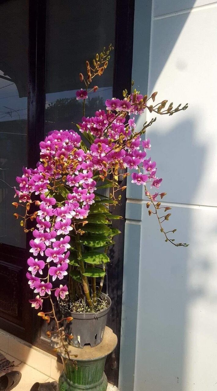Lan dendro đồng tiền cây tơ đep, chuẩn bị cho hoa