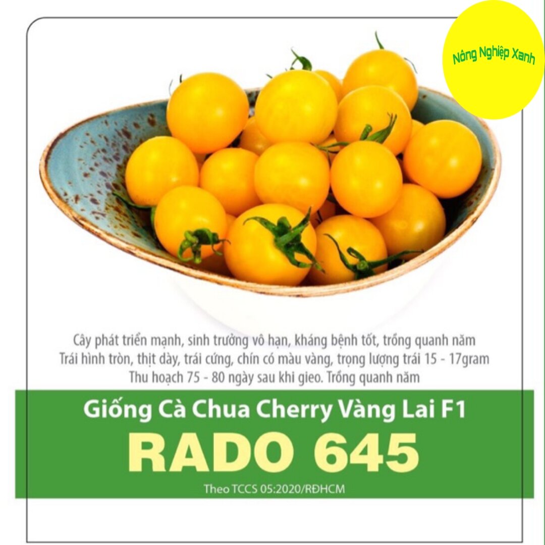 Hạt giống cà chua cherry vàng f1 rado 645 sai trái, dễ trồng