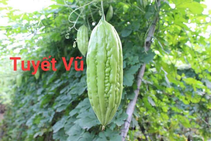 Hạt giống khổ qua