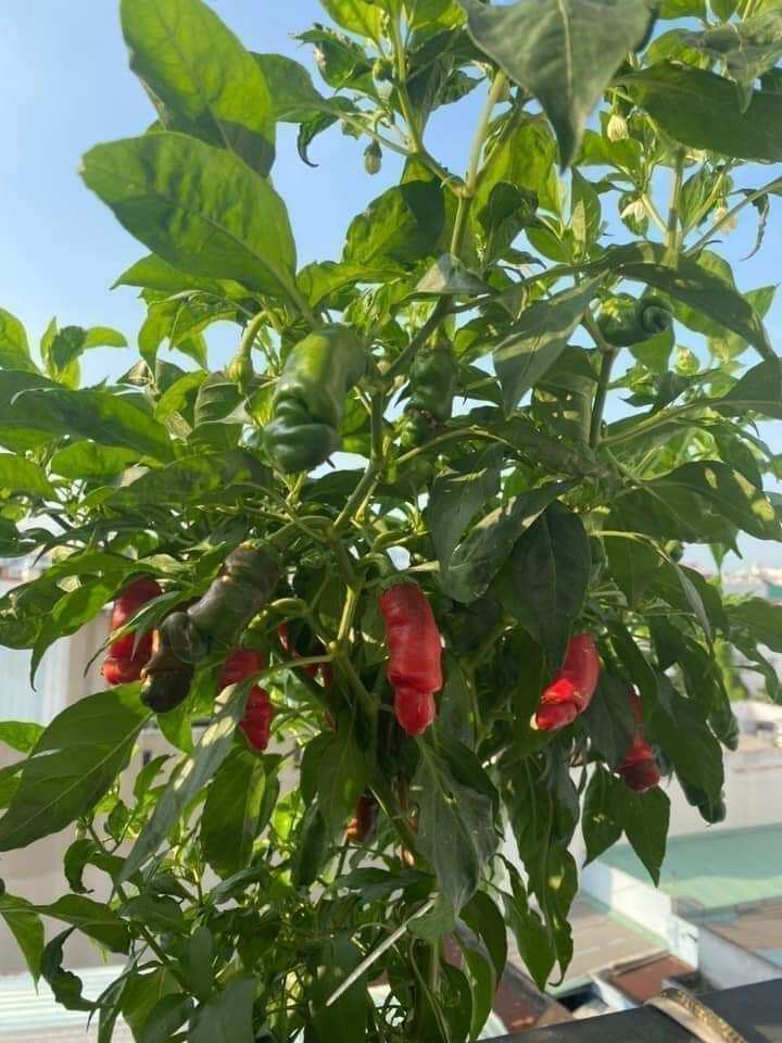 [Seeds] Giống ớt cu tí, số lượng 1 trái