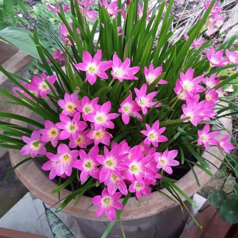 10 củ huệ mưa to như hình