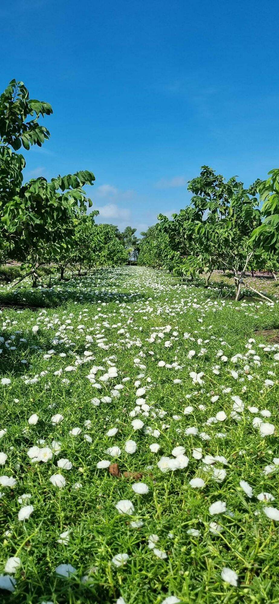 cành hoa mười giờ trắng 1 ký