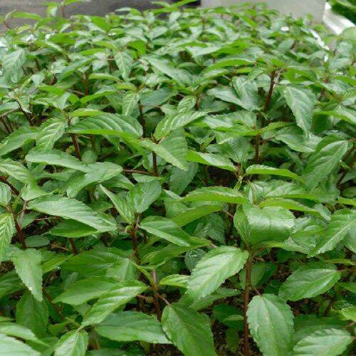 Hạt giống rau đay - gói 20gr