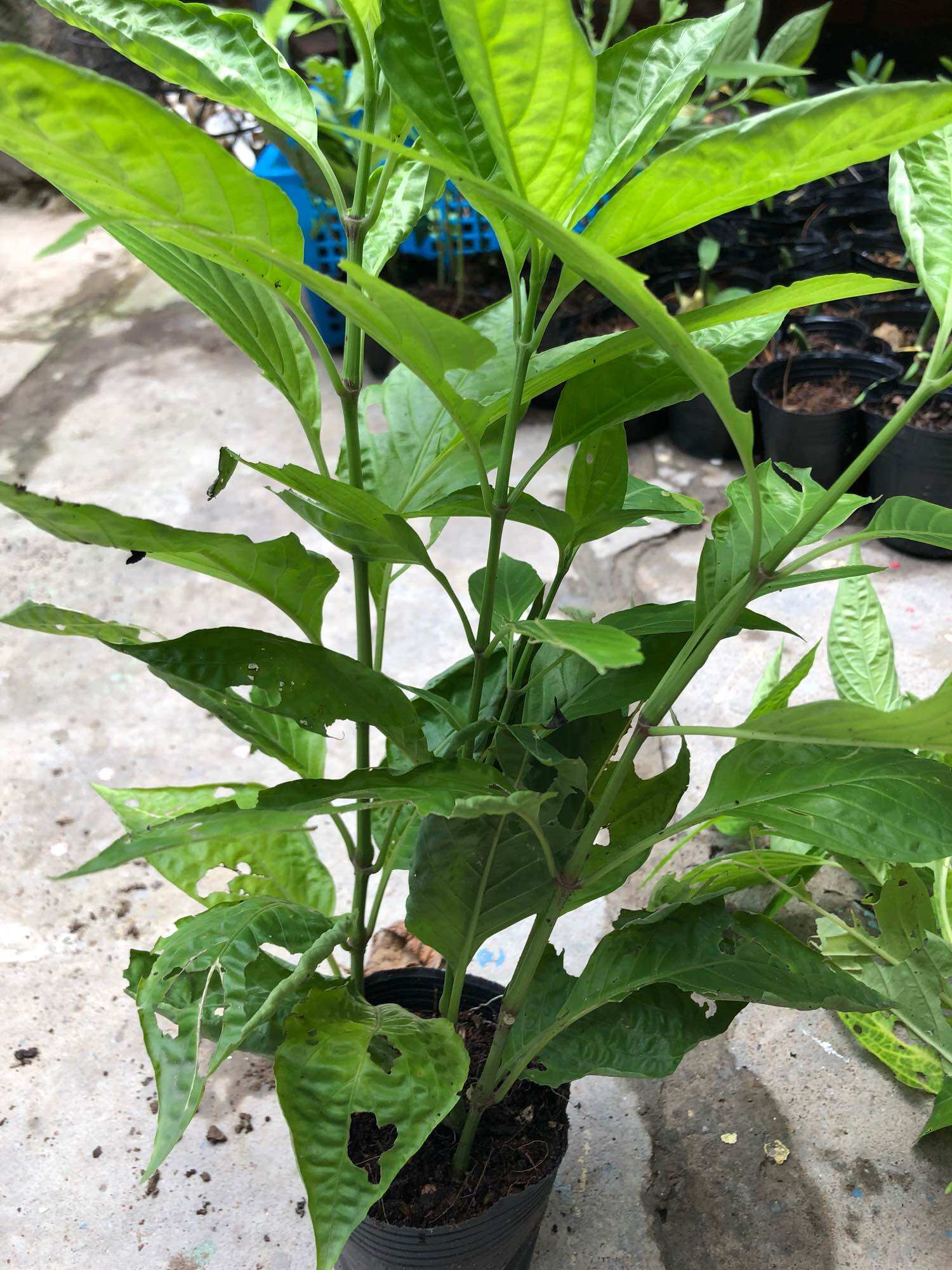 Cây lá cẩm tím ( chậu 3 cây)