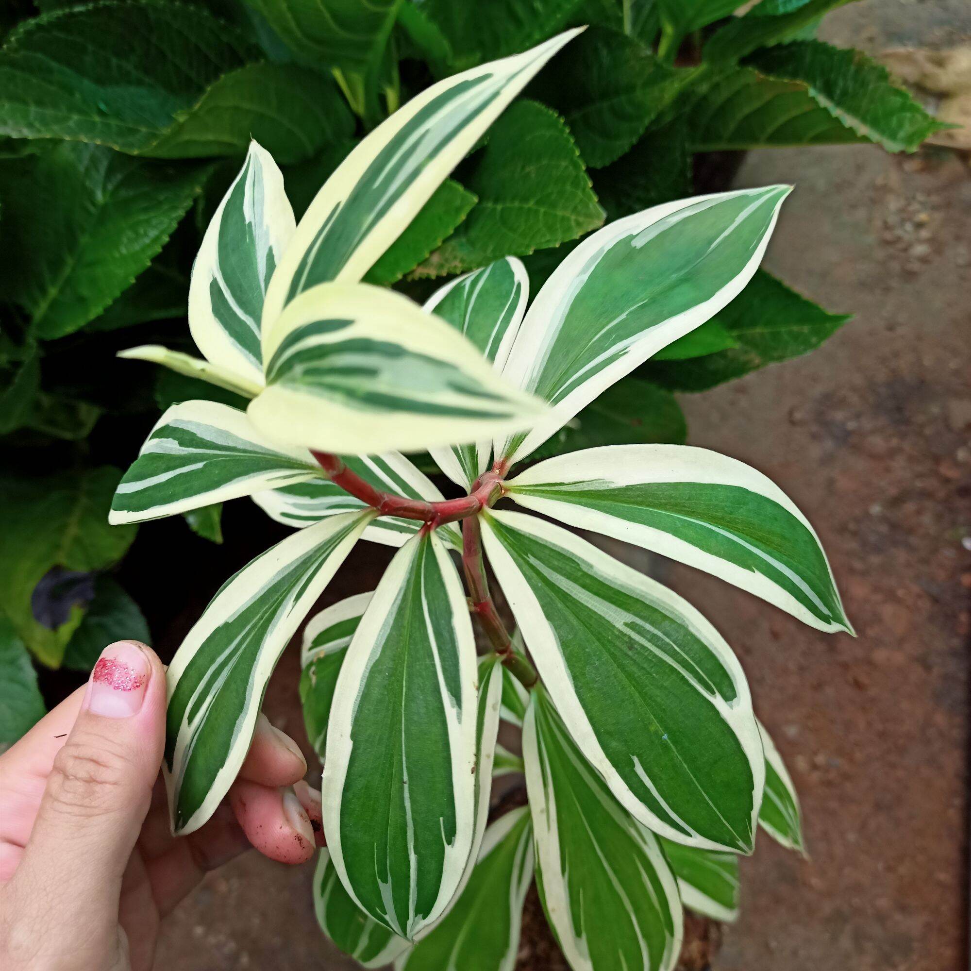 Cây chong chóng var - spiral ginger var - costus arabicus var