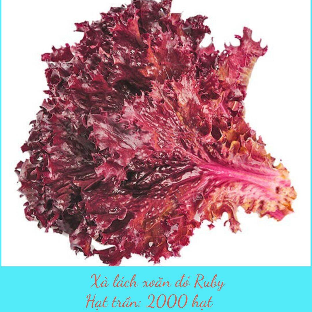 2000 hạt giống xà lách đỏ xoăn ruby