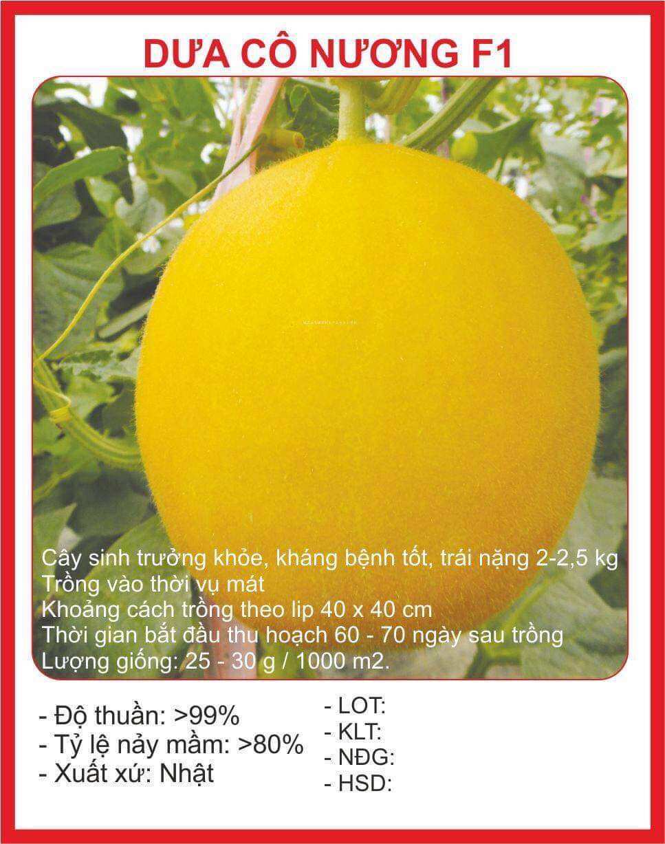 Hạt giống Dưa Kim Cơ Nương 10 Hạt