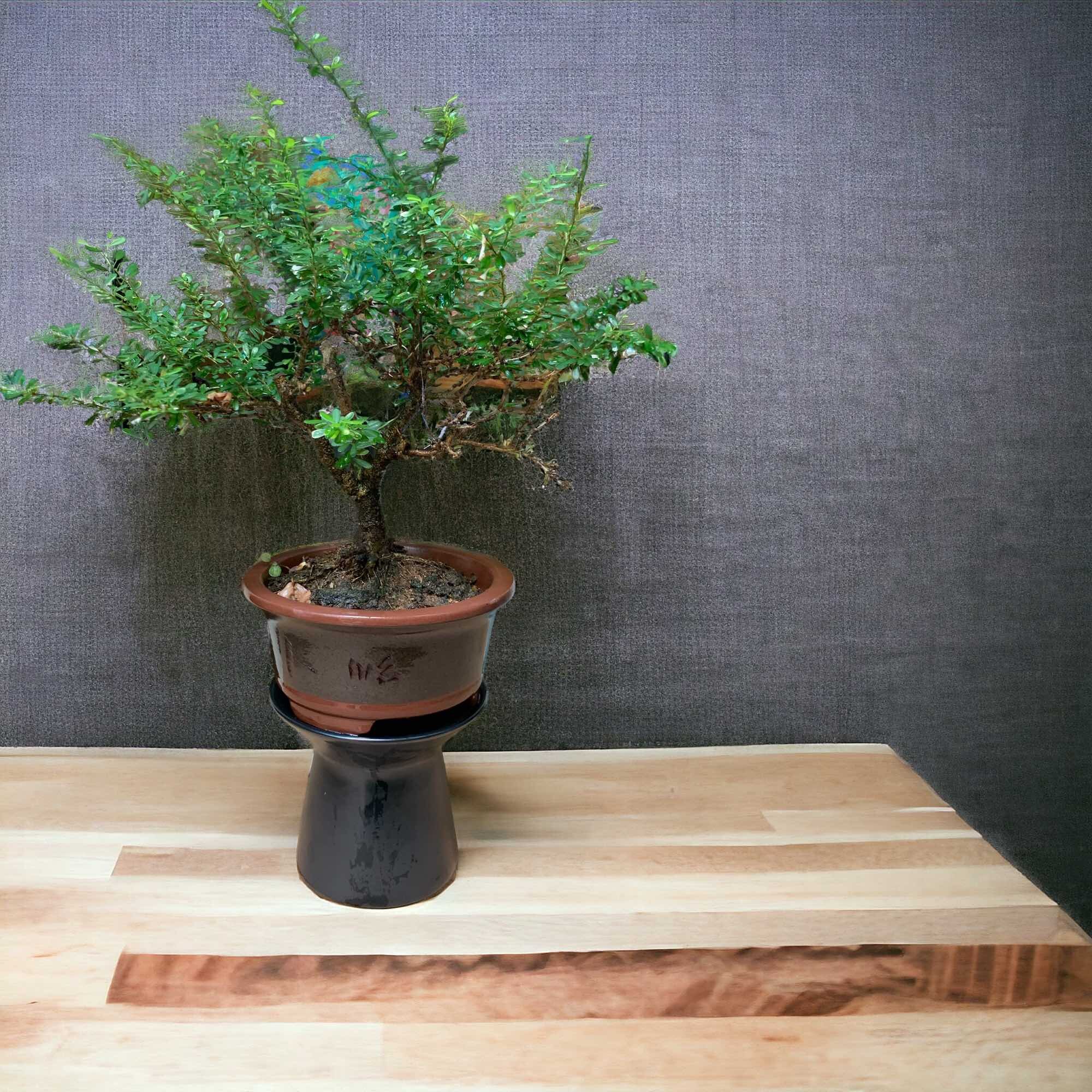 Đôn sứ để chậu mini , hàng xuất khẩu