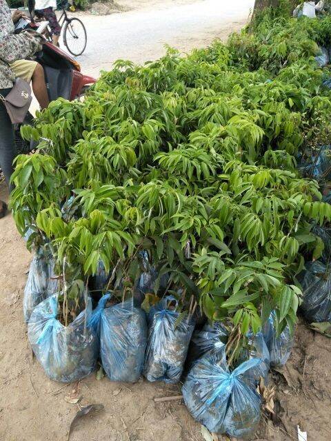 Cây giống Vải hạt lép, ko hạt