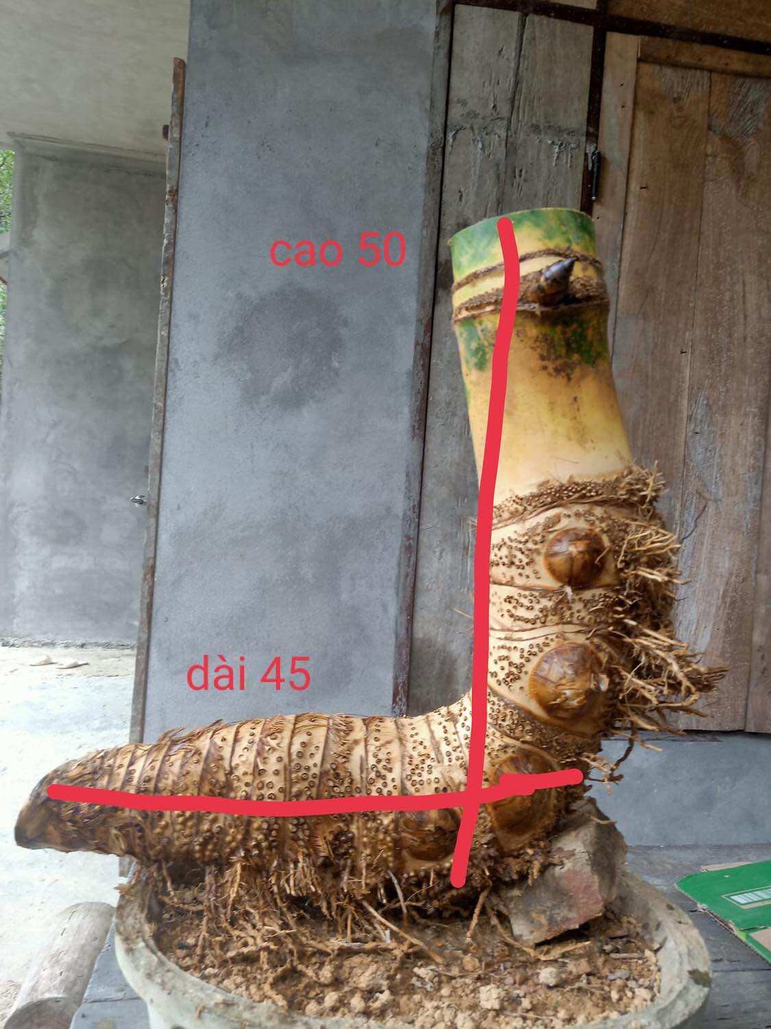 Phôi tre bonsai, gốc tre đẹp