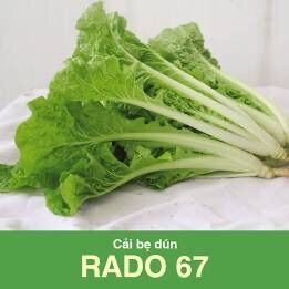 Combo 6 gói hạt giống các loại rau cải