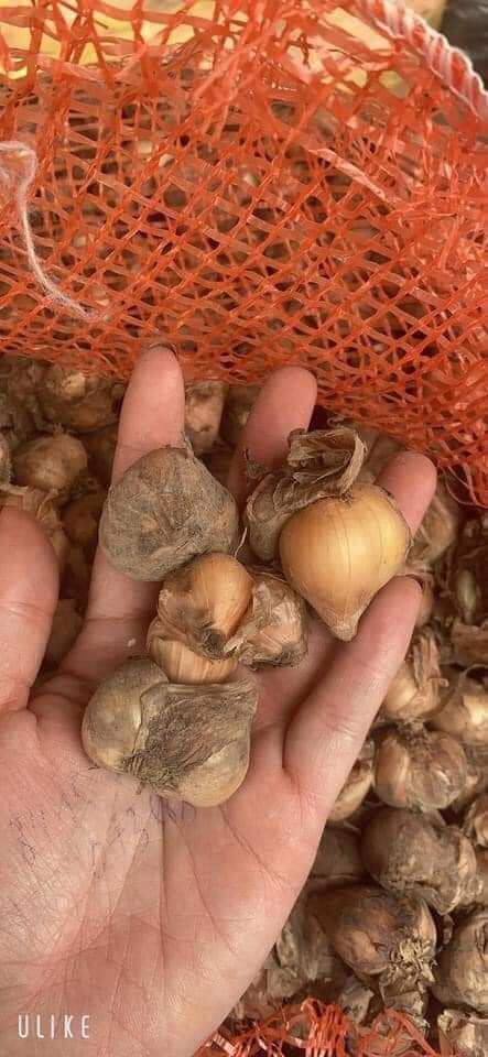 Hành khô nấu ăn combo 5kg