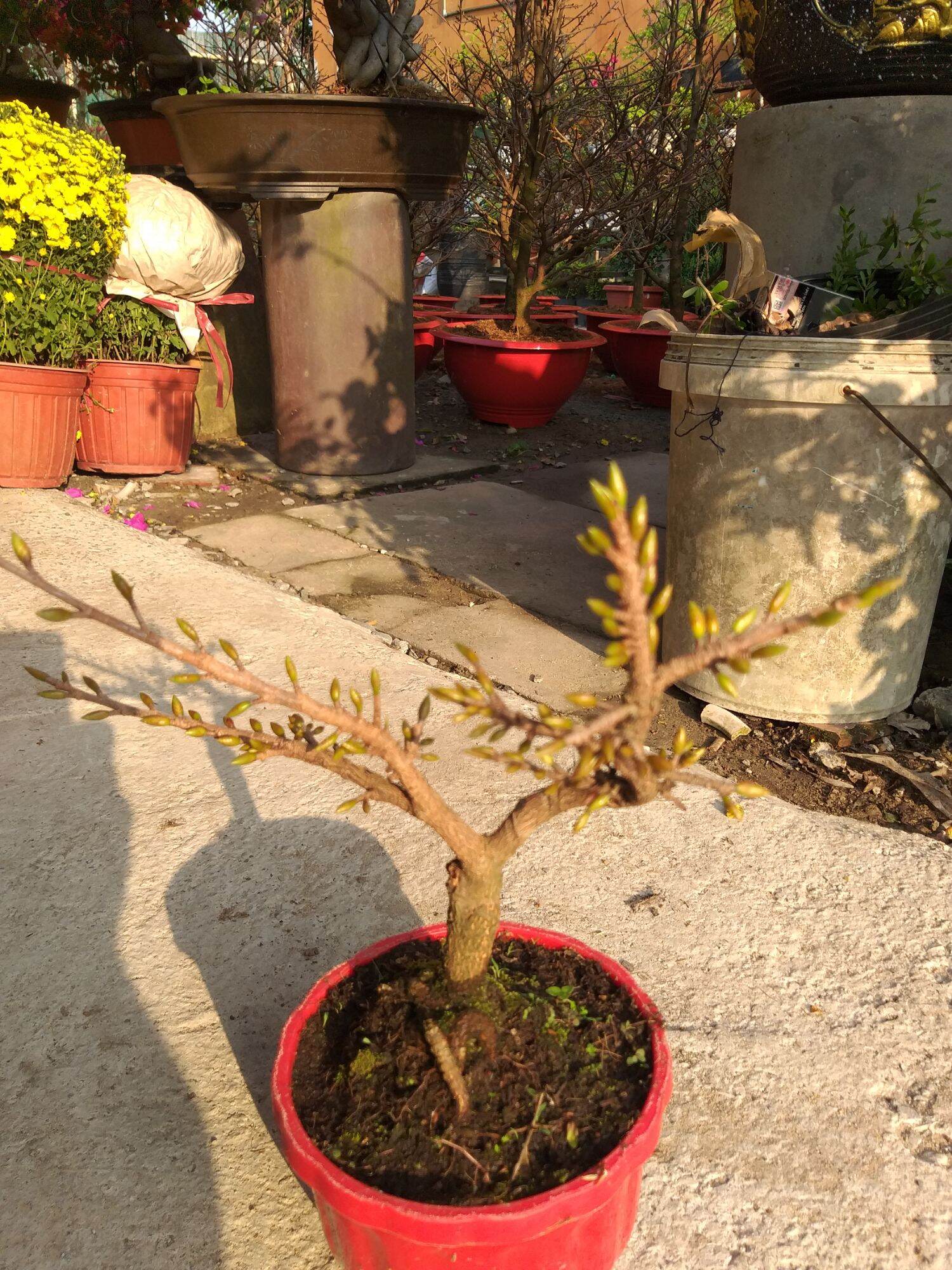 Mai Đại Lộc 49 cánh siêu nụ bonsai mini